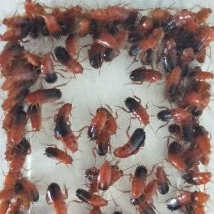 Karaczan turecki  (Shelfordella lateralis) wylęg