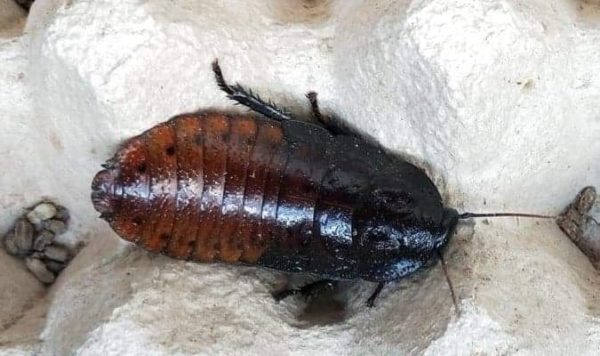 Karaczan madagaskarski (Gromphadorhina portentosa) średni