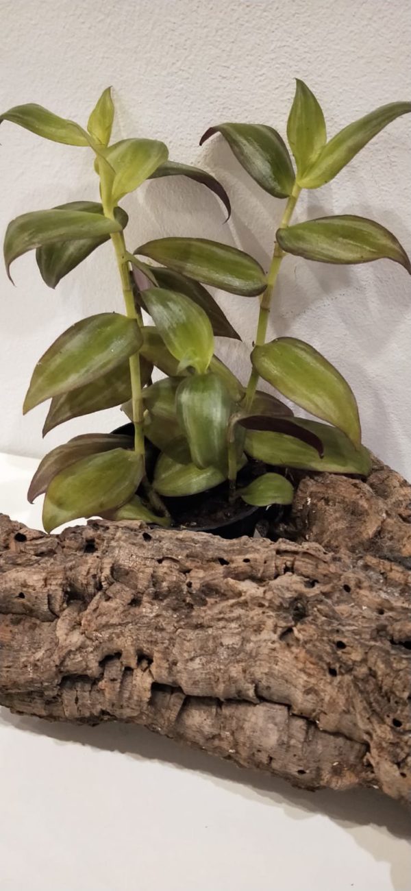 Trzykrotka ekologiczna violet green
