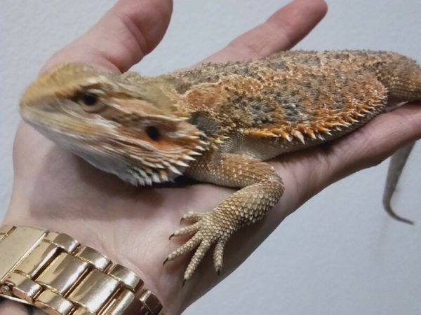 Agama brodata (Pogona vitticeps) CB 22