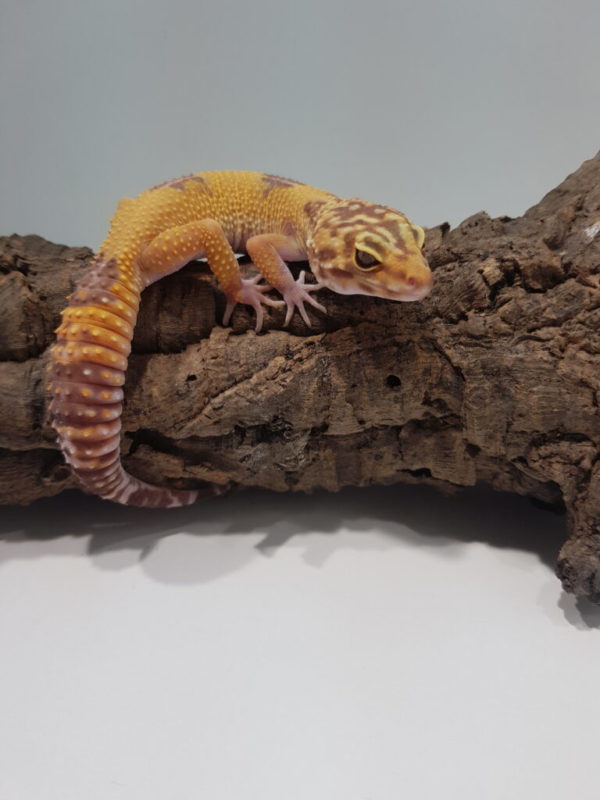 Gekon lamparci (Eublepharis macularius)