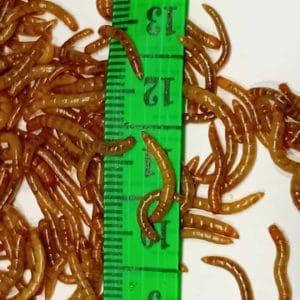 Mini mącznik młynarek w rozmiarze 0,5-12 mm Opakowanie 10 ml