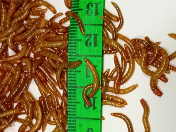 Mini mącznik młynarek w rozmiarze 0,5-12 mm Opakowanie 50 ml