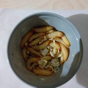 Mole woskowe