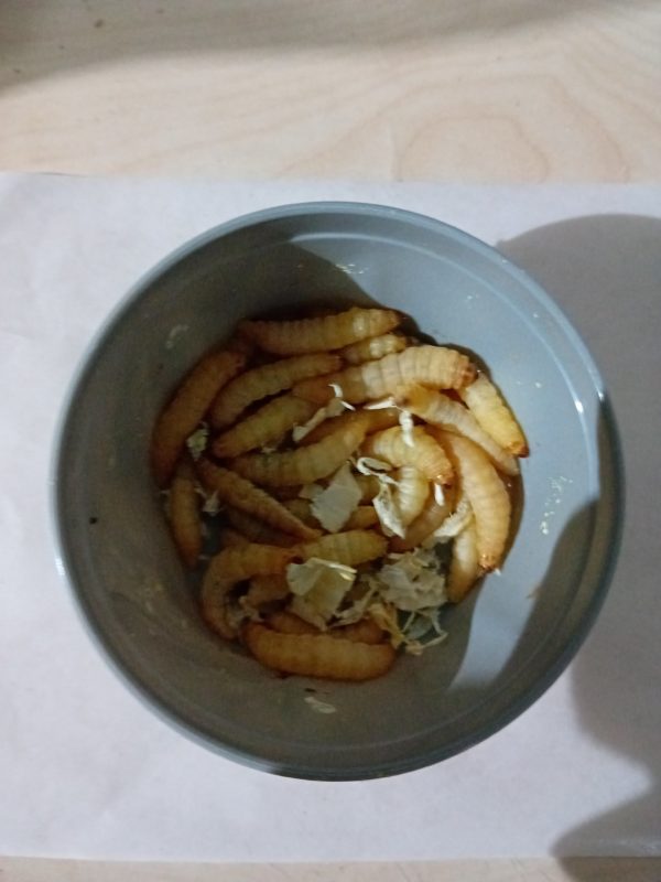 Mole woskowe